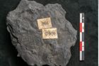 Foto (Detailansicht) von Callipteris sp.  (NHMW-GEO-2024-0188-10920)